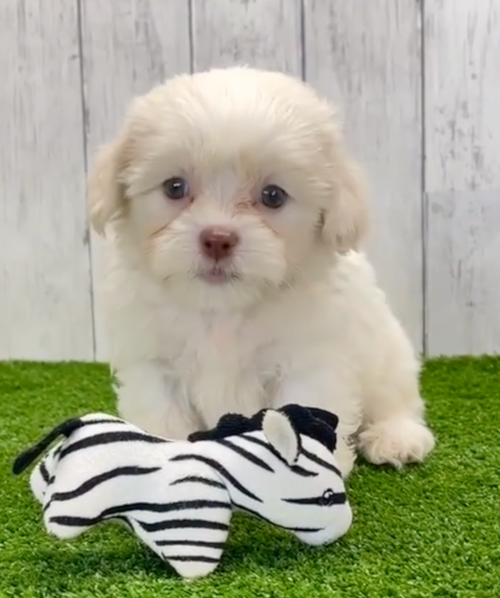 white havashu puppy sitting in front of a black and white chew toy